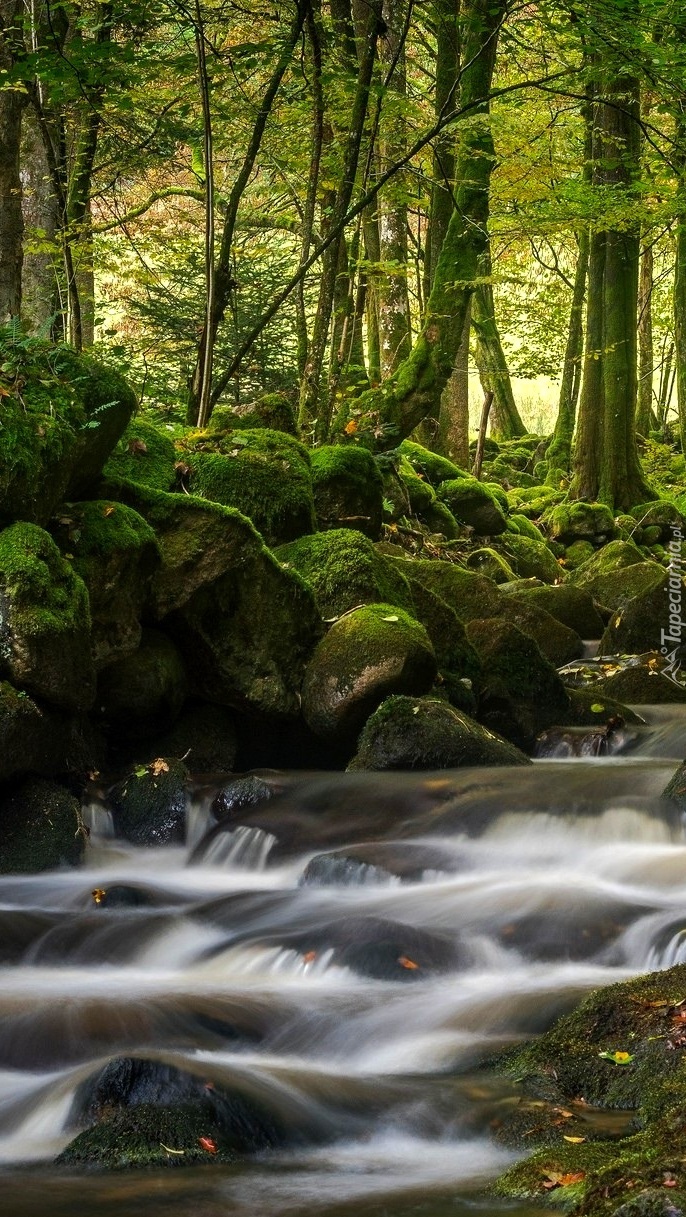 Omszałe kamienie nad porywistą rzeką