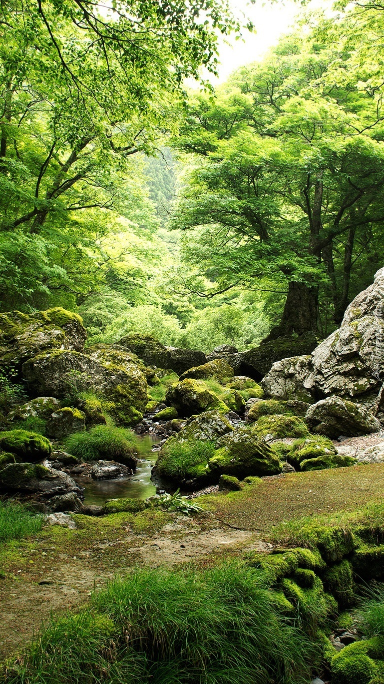 Omszałe kamienie nad wodą