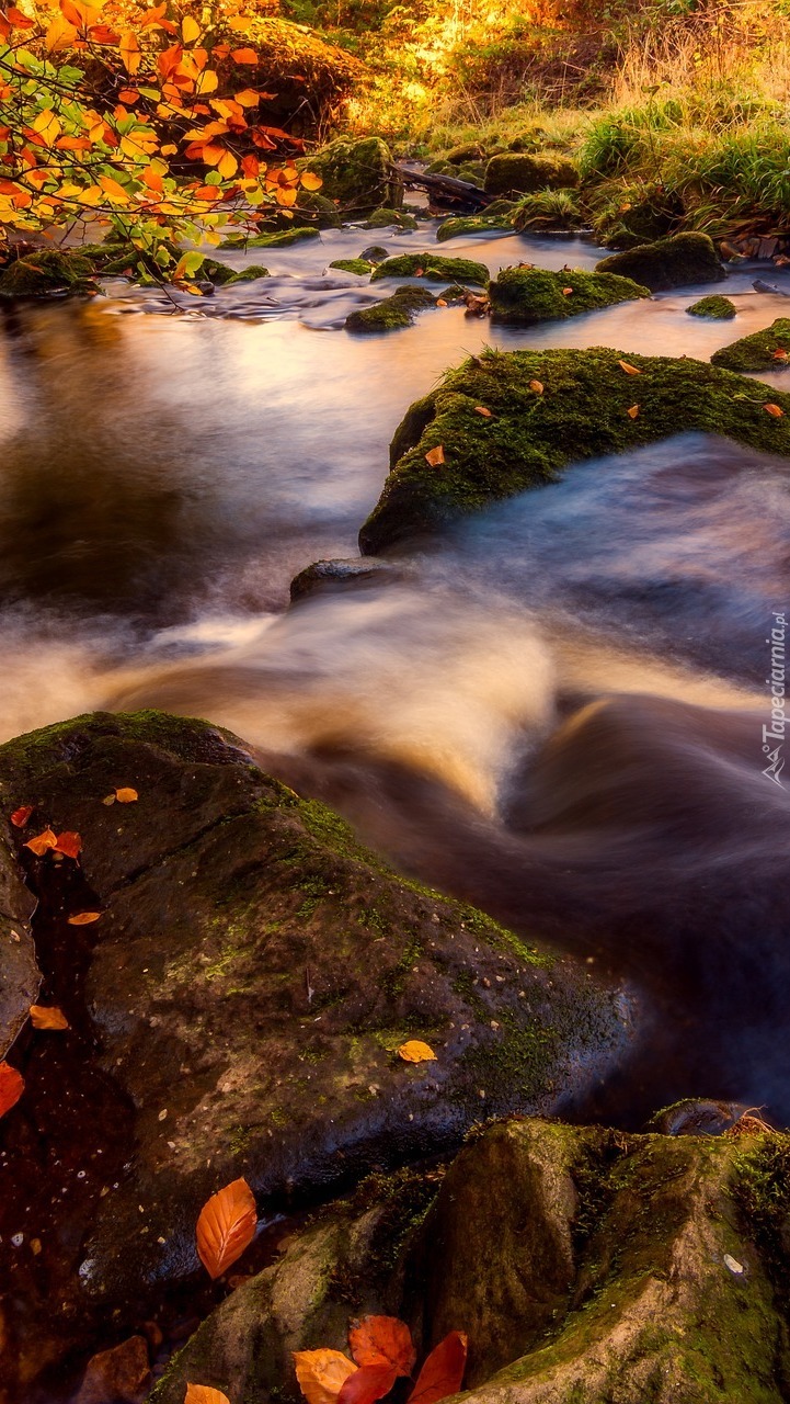 Omszałe kamienie w rzece jesienią