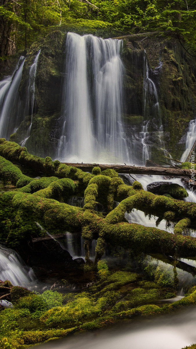 Omszałe kłody przy wodospadzie Big Spring Creek Falls