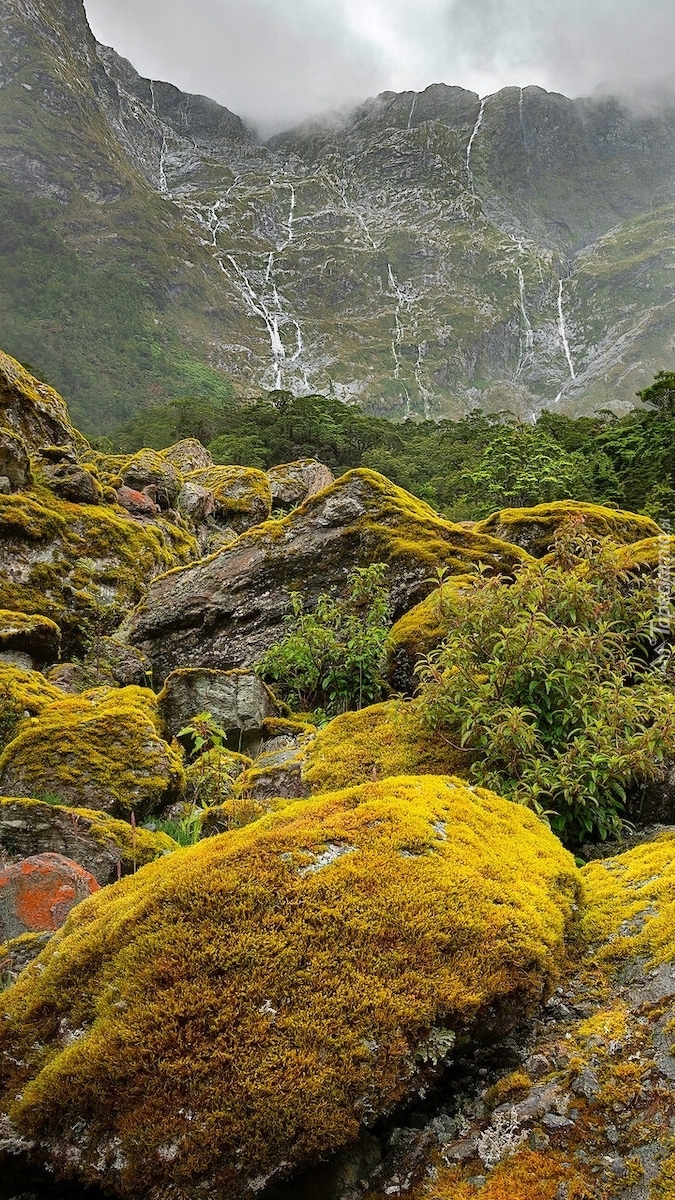 Omszałe skały na szlaku Milford Track w Nowej Zelandii