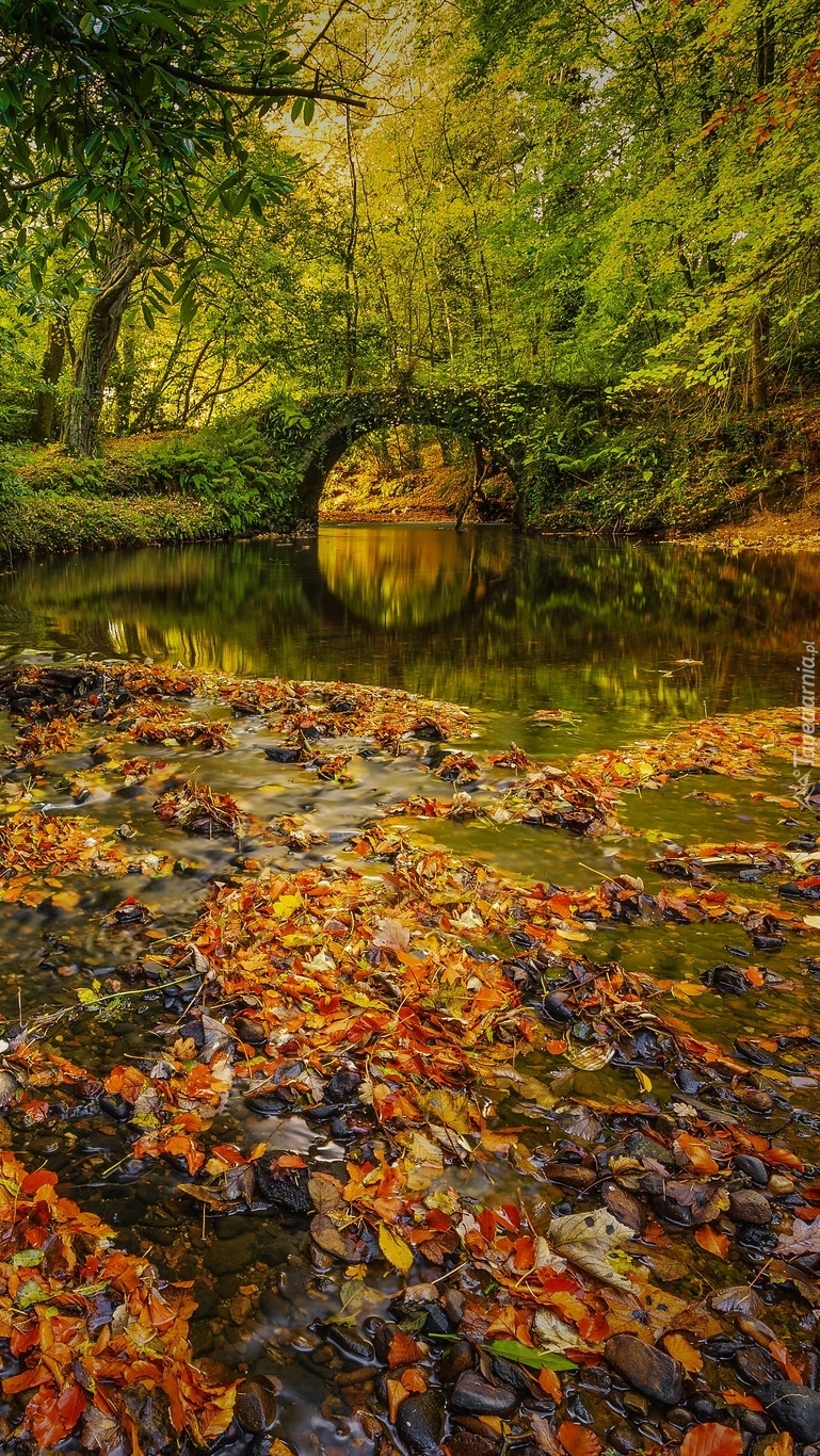 Omszały most nad rzeką