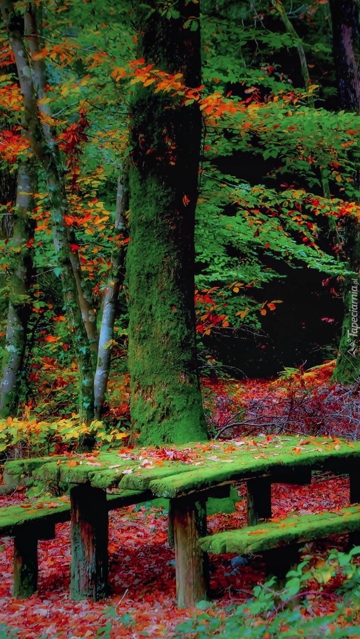 Omszały stół i ławki w jesiennym lesie