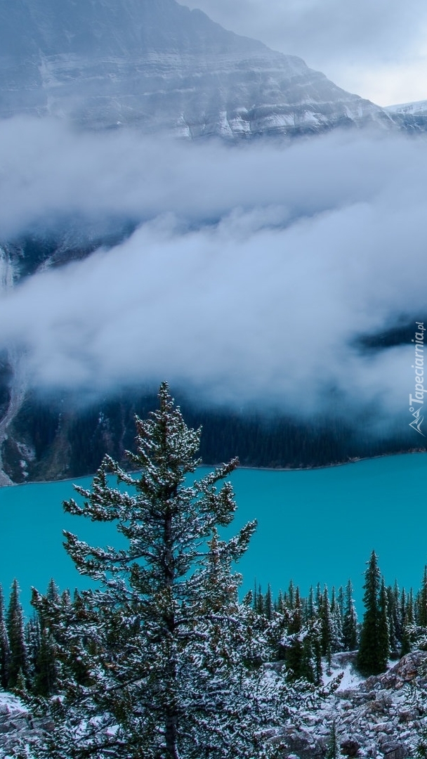 Opadająca mgła nad jeziorem Peyto Lake