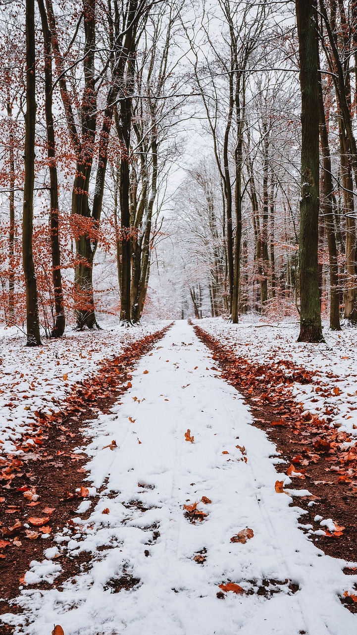 Opadłe liście na ośnieżonej ścieżce w lesie