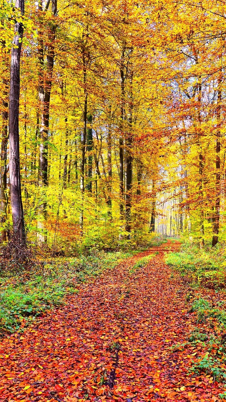 Opadłe liście na drodze w lesie