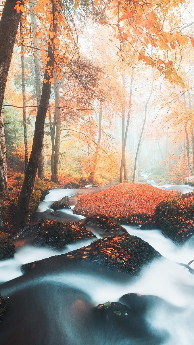 Opadłe liście na kamieniach w leśnej rzece
