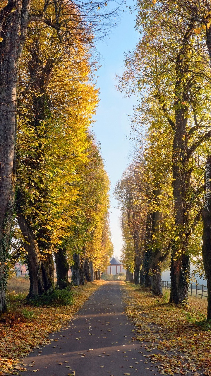 Opadłe liście pod drzewami przy drodze