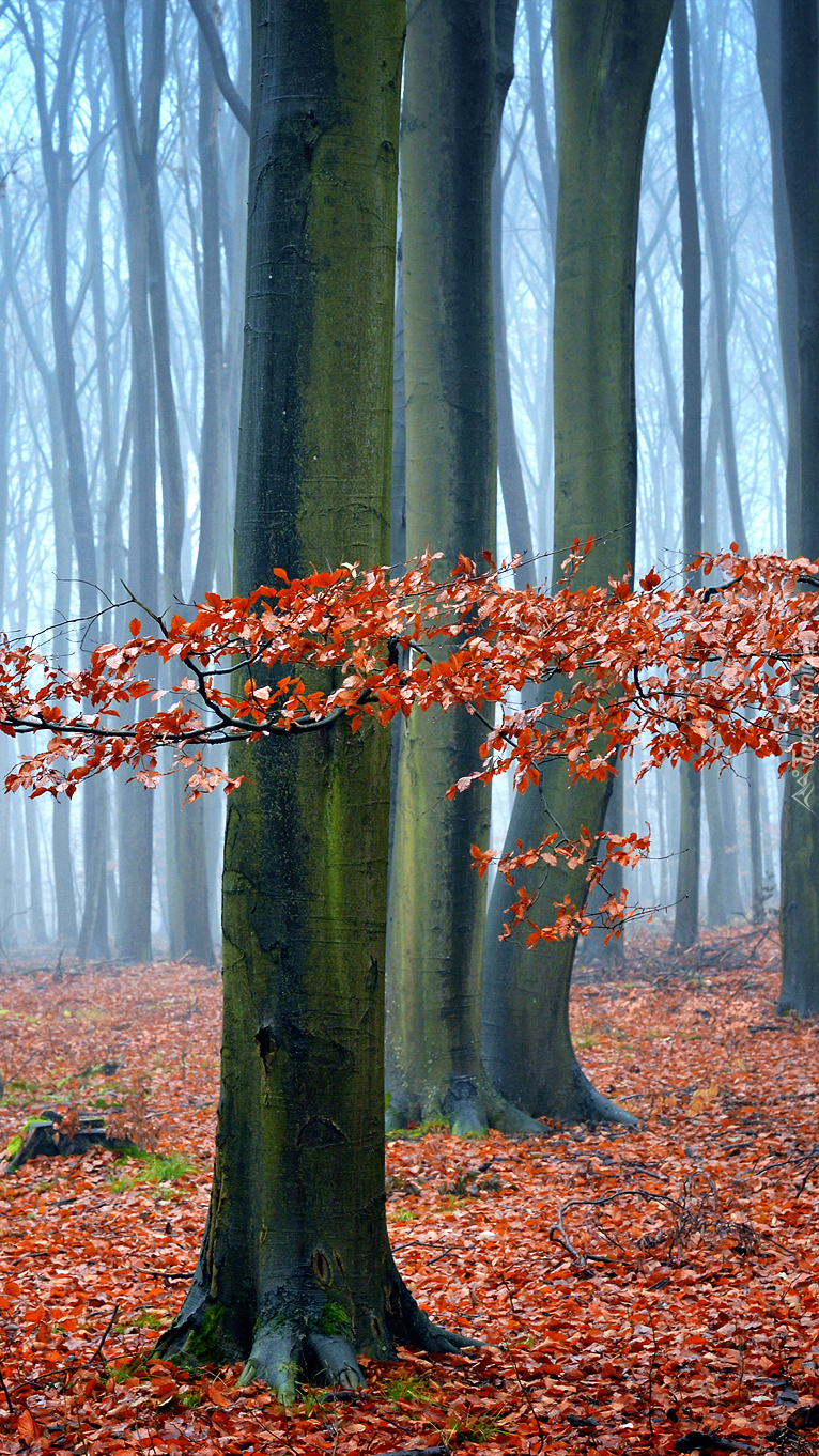 Opadłe liście pod drzewami w lesie