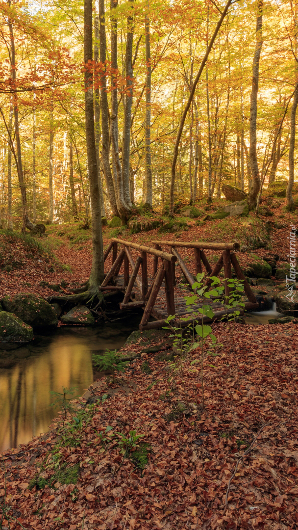 Opadłe liście przy mostku na leśnej rzece