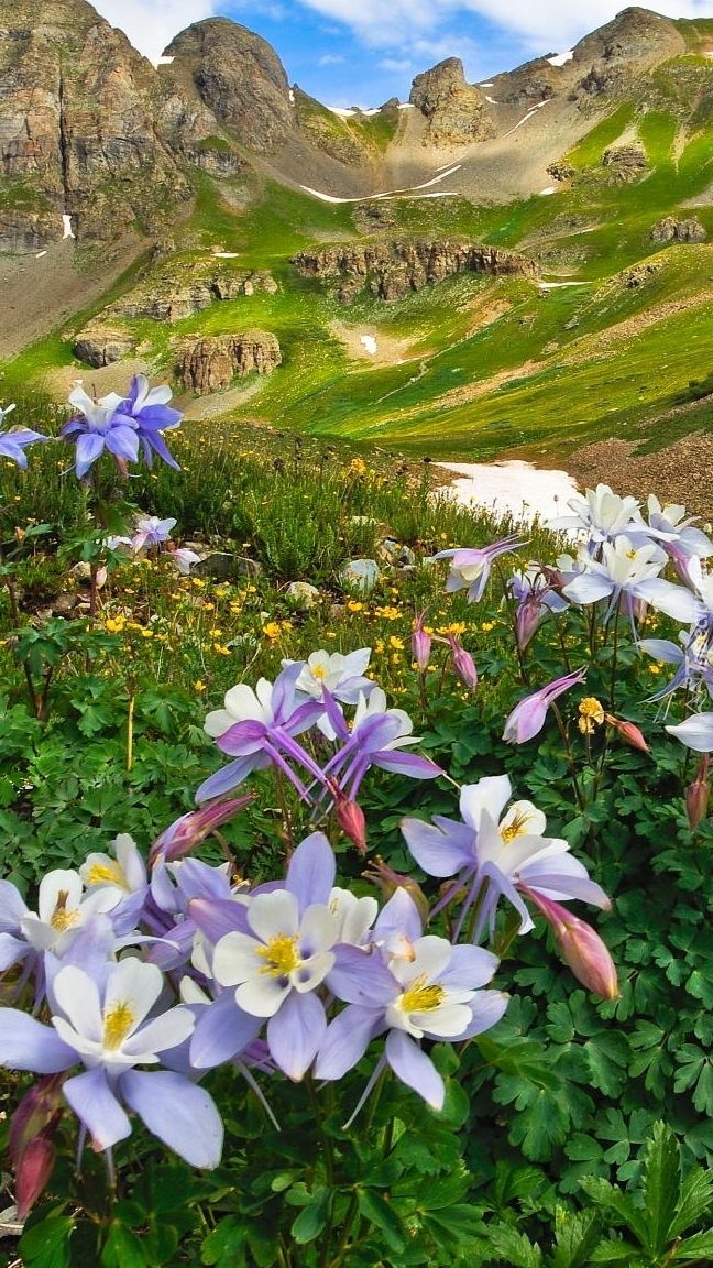 Orliki na tle gór San Juan Mountains