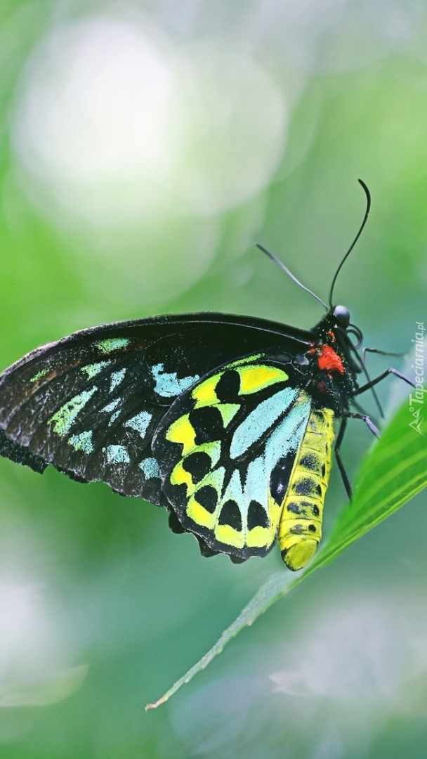 Ornithoptera euphorion na liściu