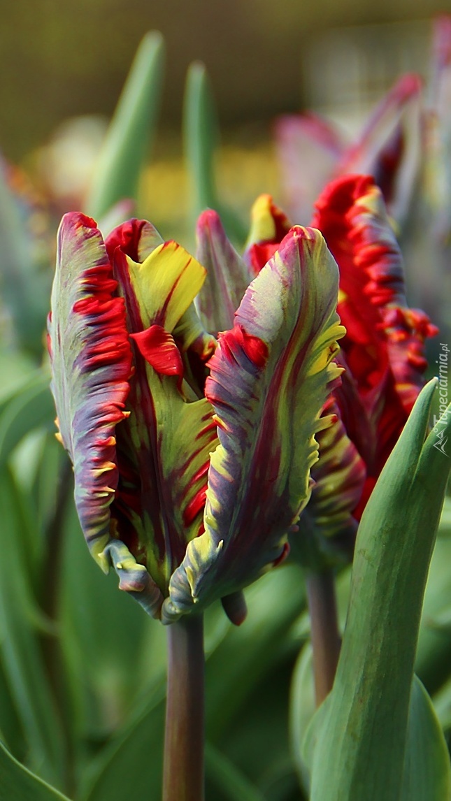 Oryginalne tulipany