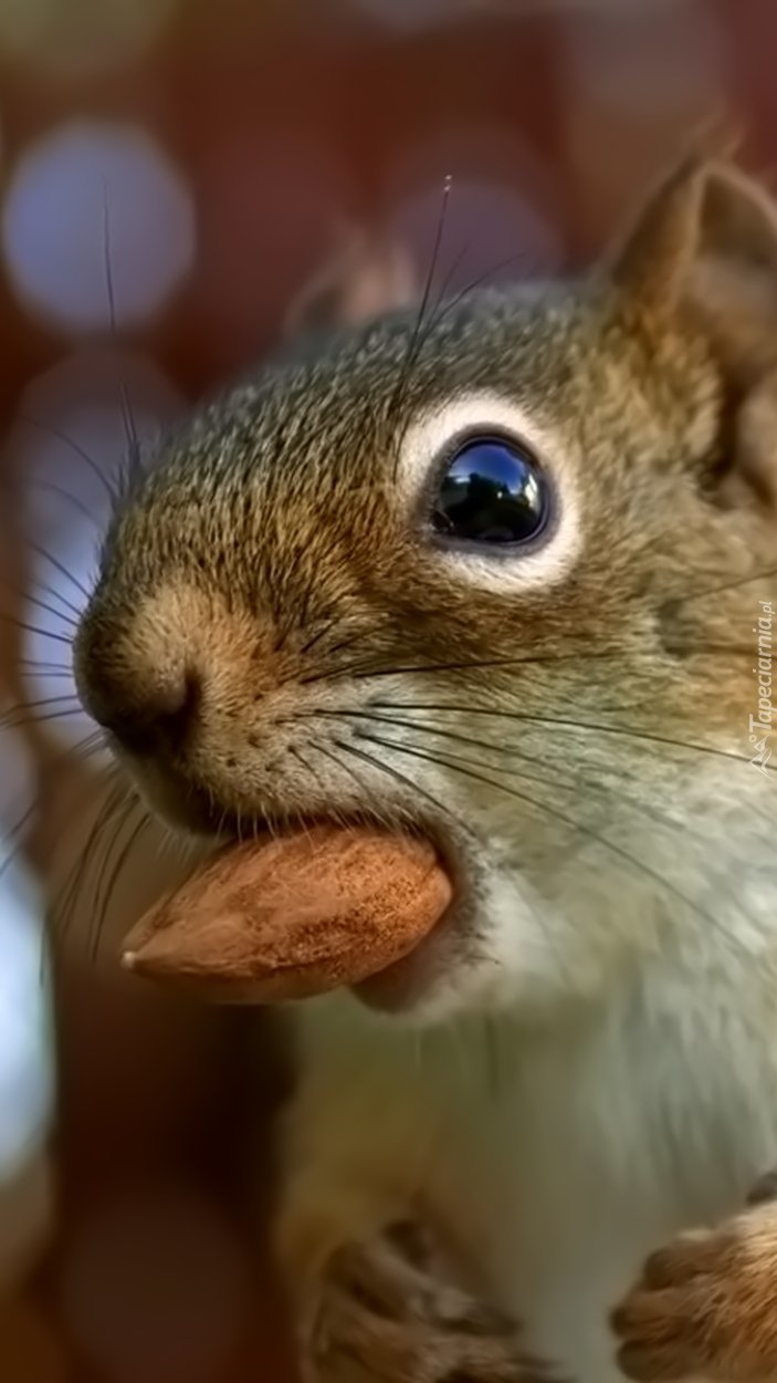 Orzeszek najsmaczniejszy przysmak wiewiórki