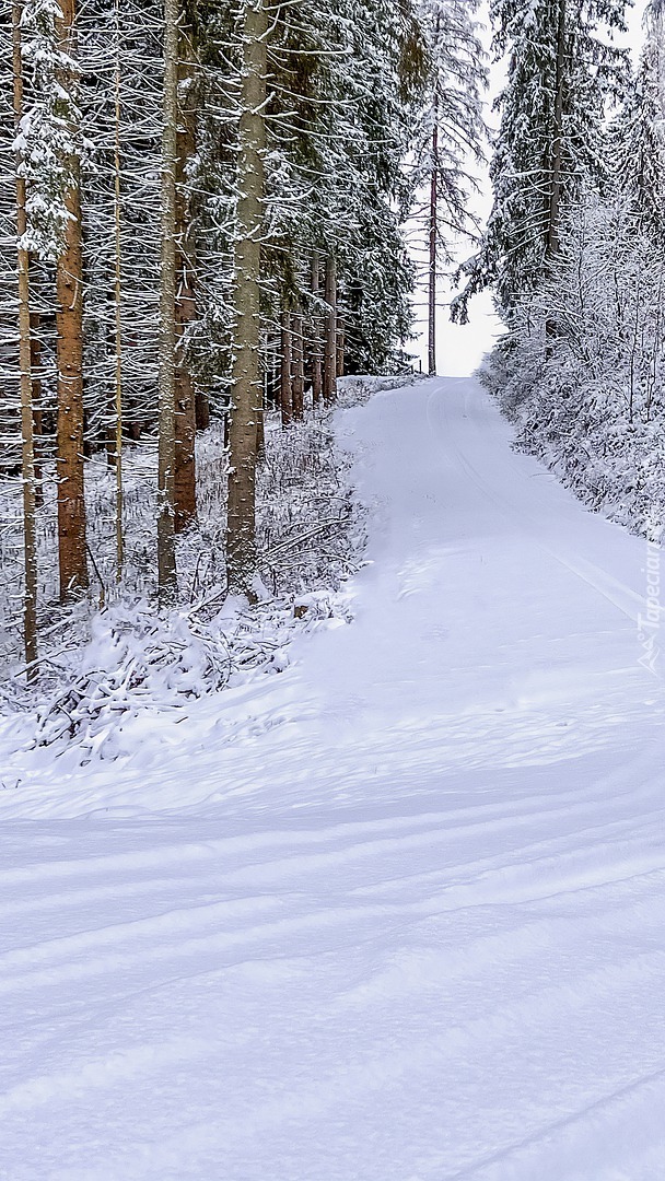 Ośnieżona droga w lesie