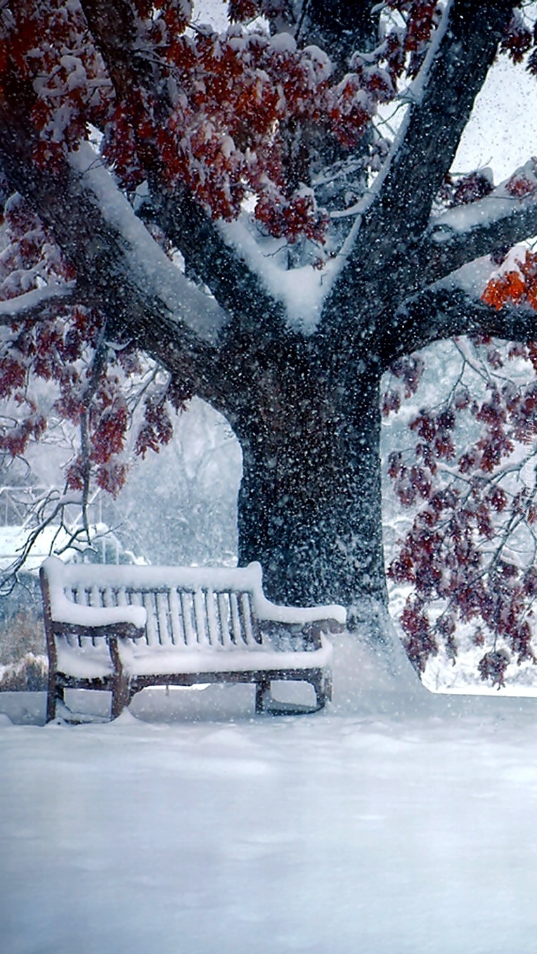 Ośnieżona ławka pod drzewem w parku