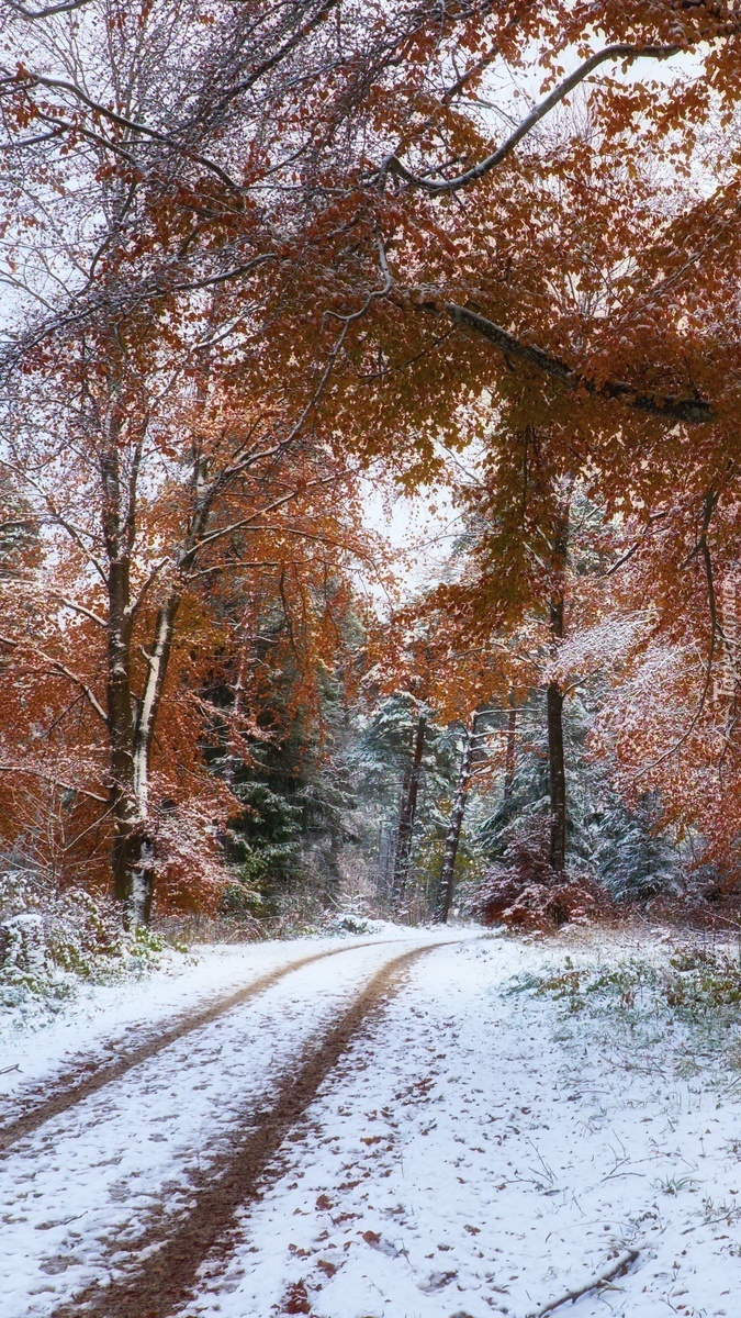 Ośnieżona leśna droga