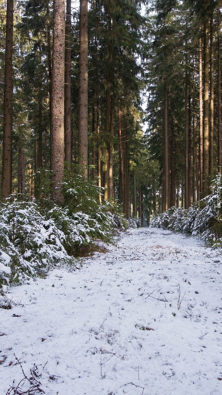 Ośnieżona ścieżka i krzewy w lesie