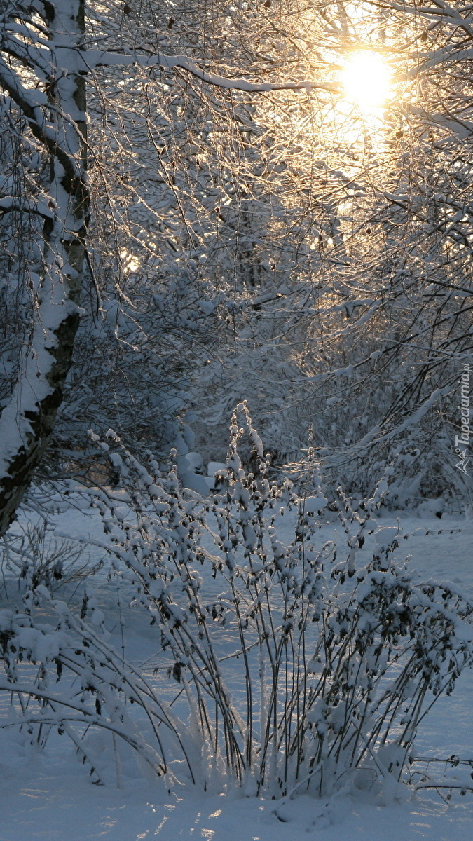 Ośnieżona trawa