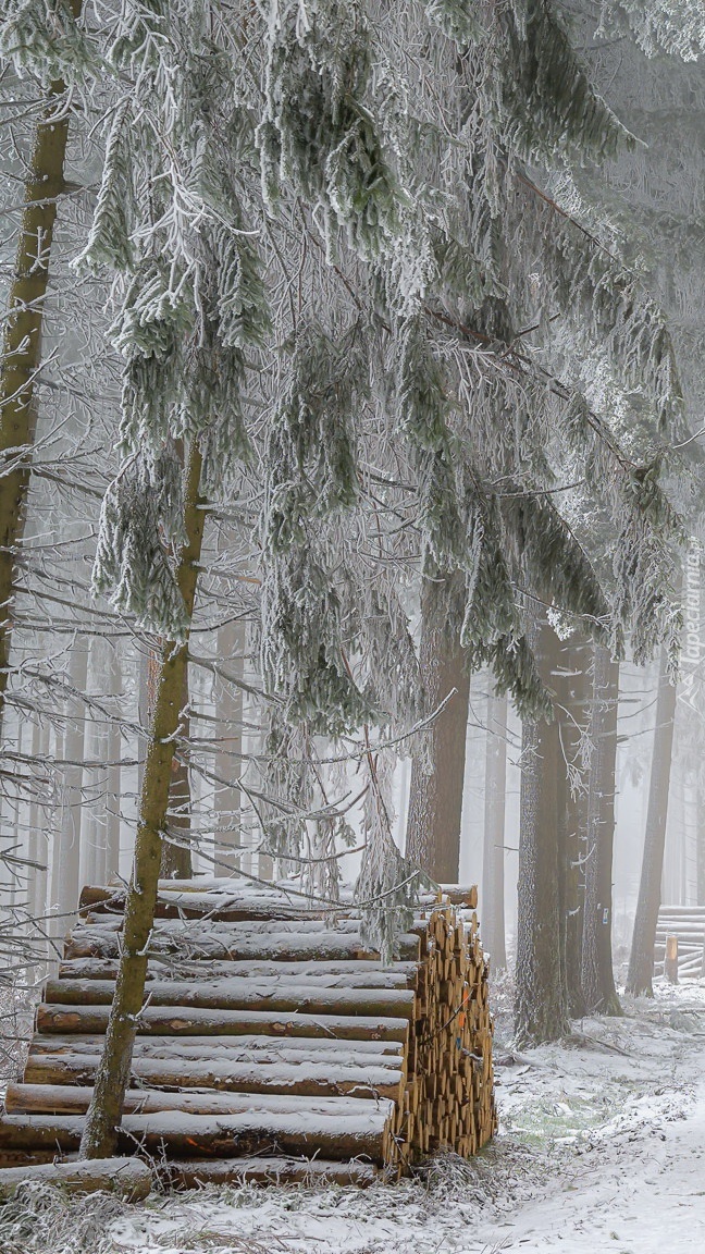 Ośnieżone drzewa i kłody w lesie