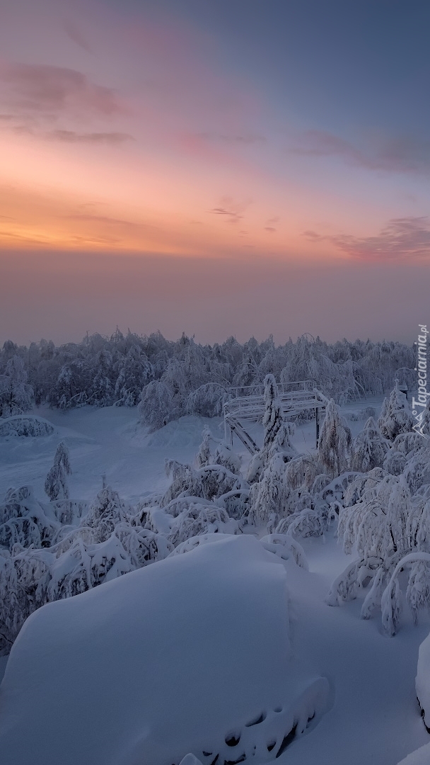 Ośnieżone drzewa i krzewy