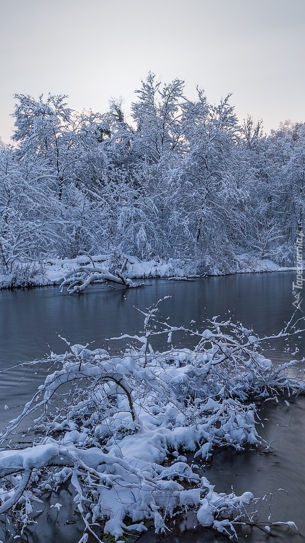 Ośnieżone drzewa i krzewy nad rzeką