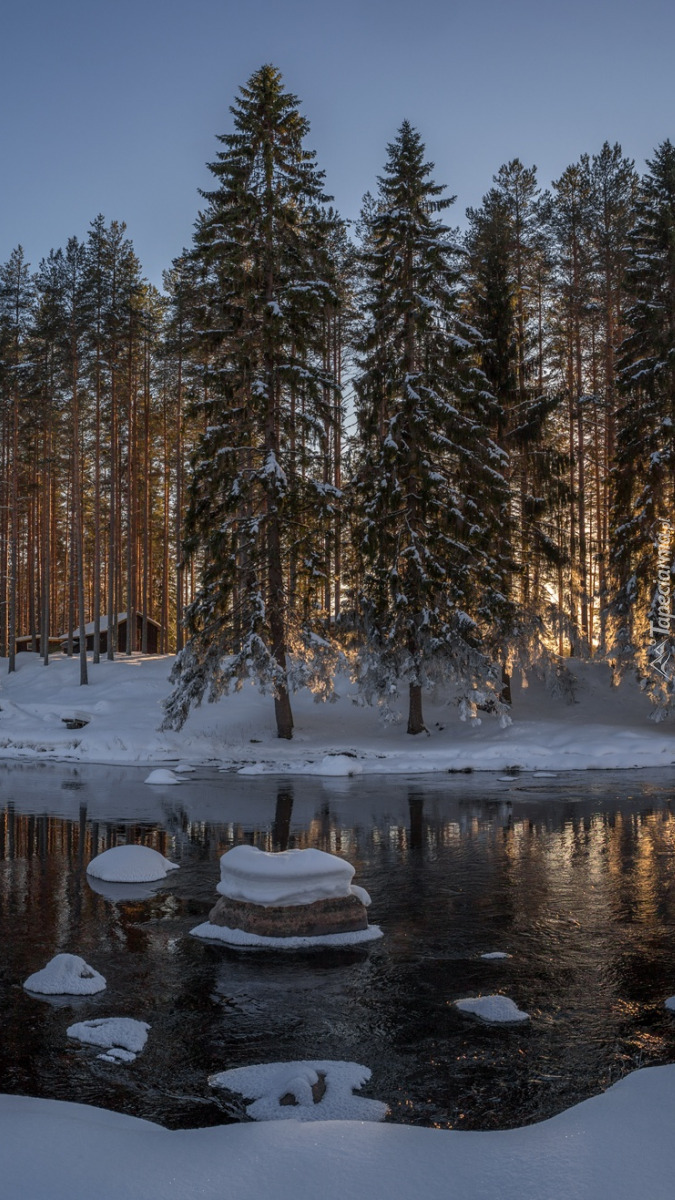 Ośniezone drzewa na brzegu rzeki