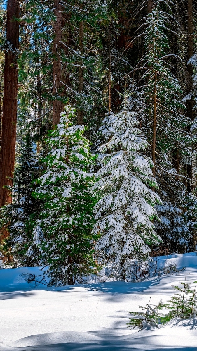 Ośnieżone drzewa na terenie Parku Narodowego King Canyon