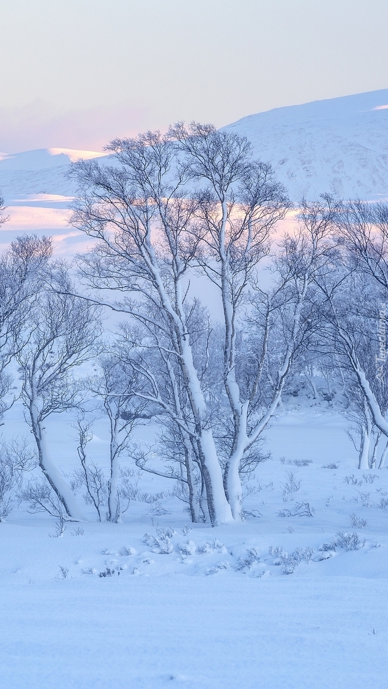 Ośnieżone drzewa na tle gór Rannoch Moor