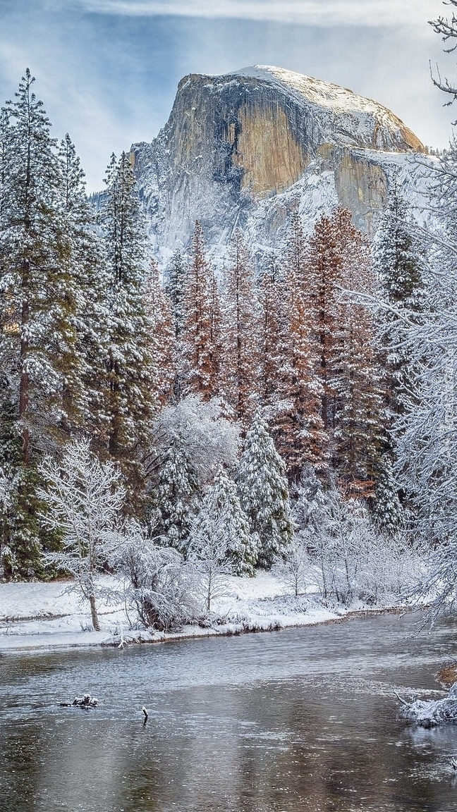 Ośnieżone drzewa na tle gór w Parku Narodowym Yosemite