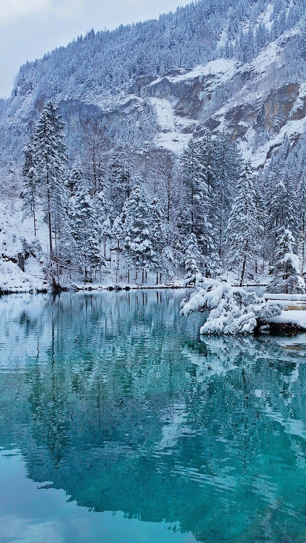 Ośnieżone drzewa nad jeziorem Blausee