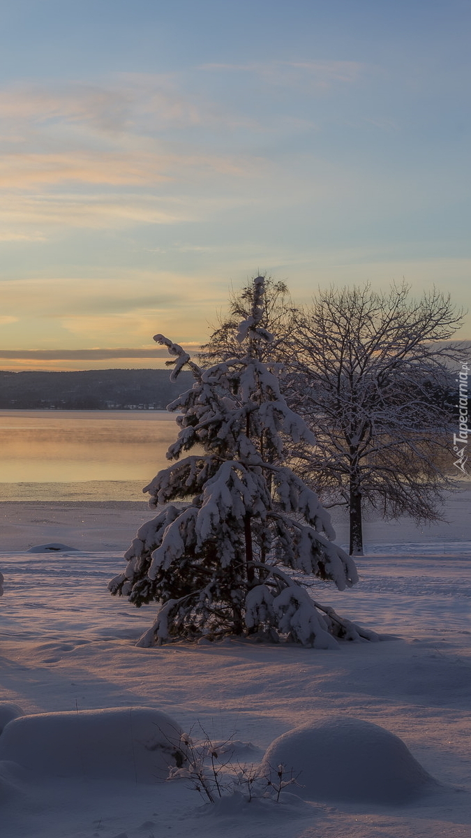 Ośnieżone drzewa nad jeziorem Glafsfjorden