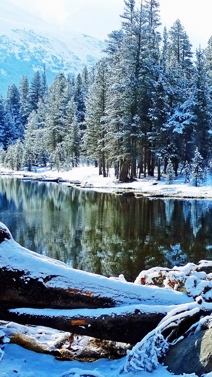 Ośnieżone drzewa nad jeziorem Tioga Lake