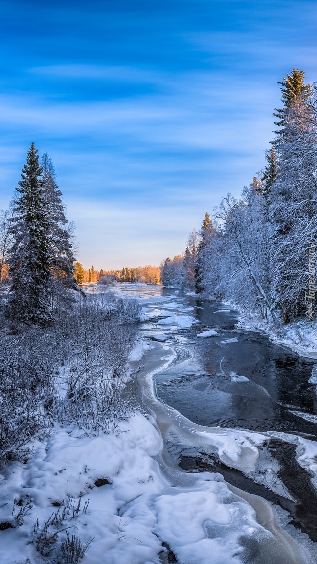 Ośnieżone drzewa nad rzeką