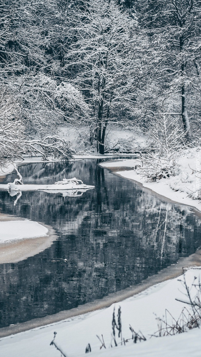 Ośnieżone drzewa nad rzeką