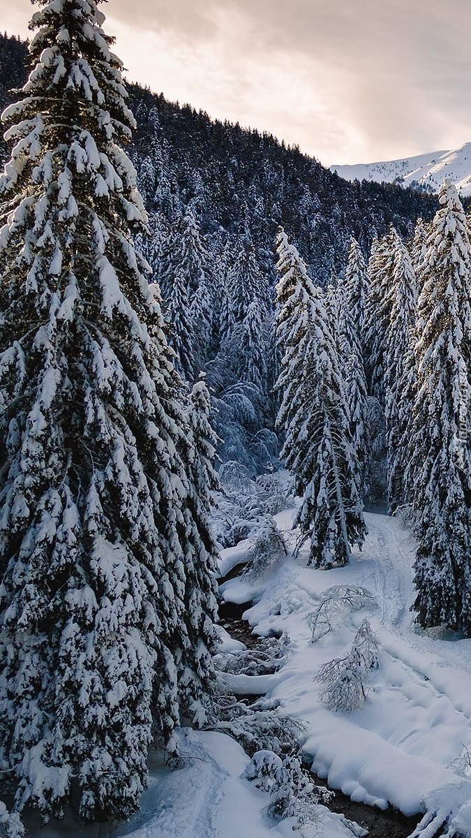 Ośnieżone drzewa nad rzeką