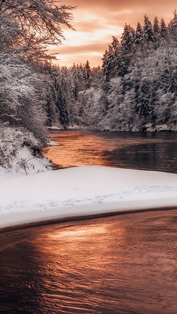 Ośnieżone drzewa nad rzeką