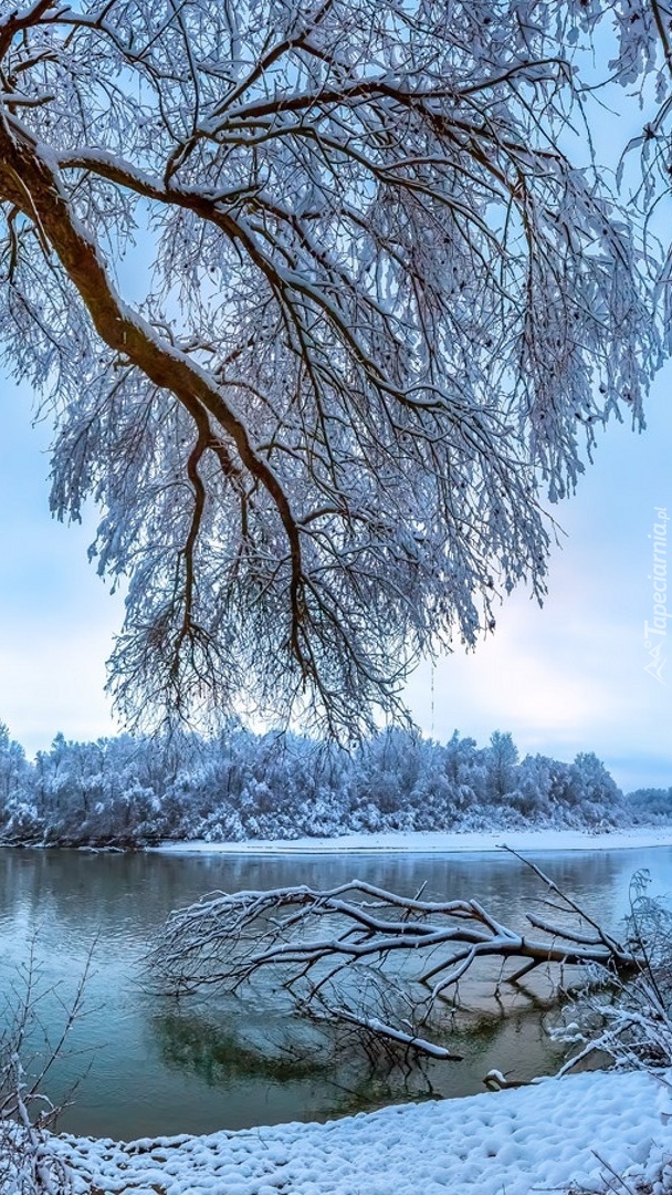 Ośnieżone drzewa nad rzeką