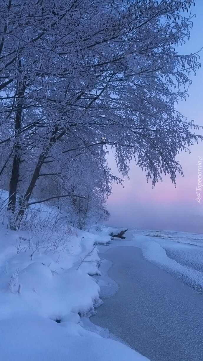 Ośnieżone drzewa nad rzeką