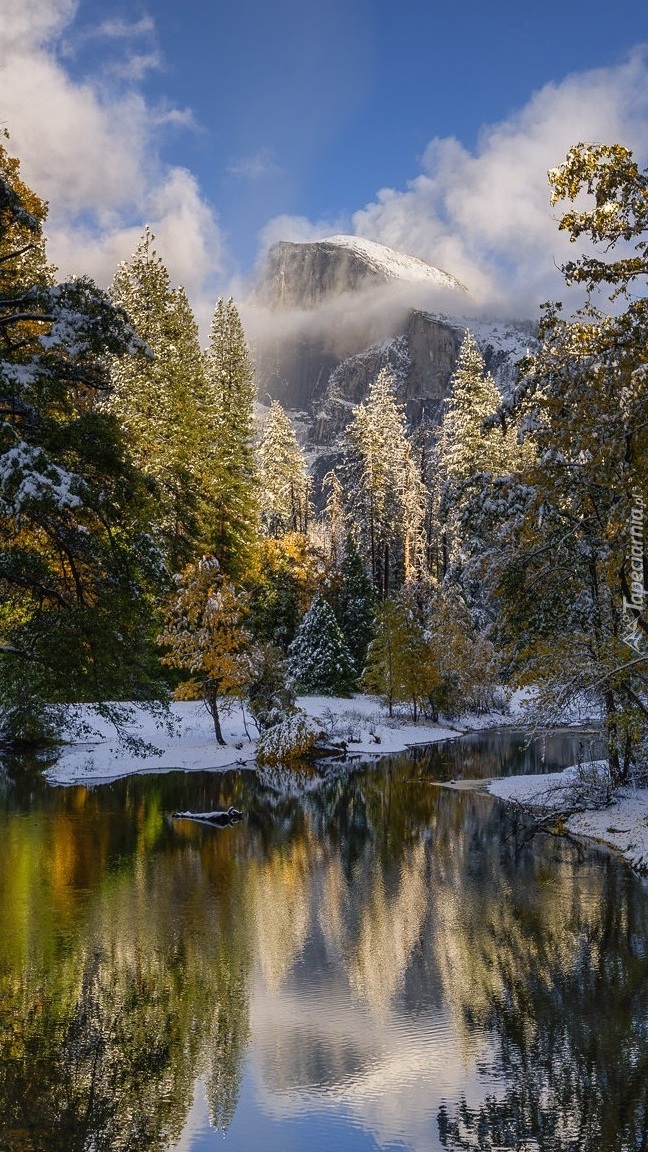 Ośnieżone drzewa nad rzeką Merced River