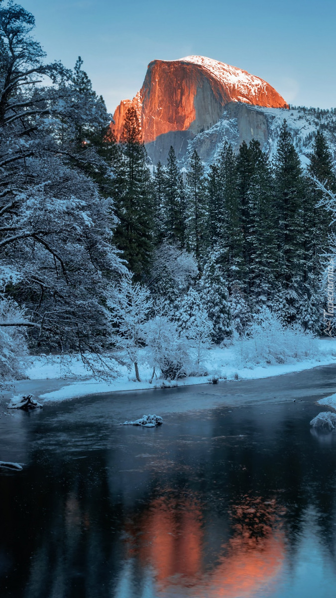 Ośnieżone drzewa nad rzeką Merced River