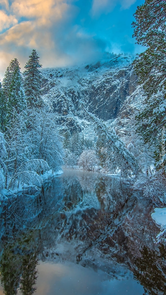 Ośnieżone drzewa nad rzeką Merced River