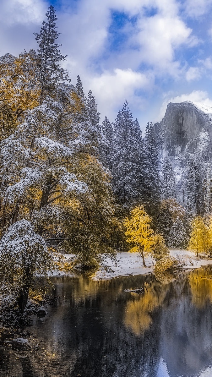 Ośnieżone drzewa nad rzeką Merced River