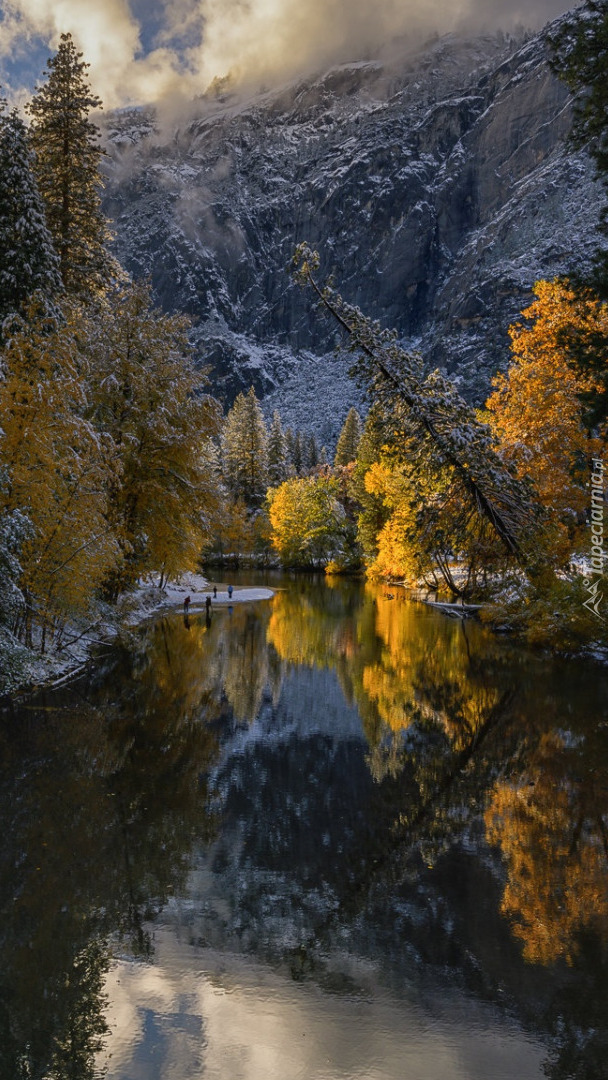 Ośnieżone drzewa nad rzeką Merced River