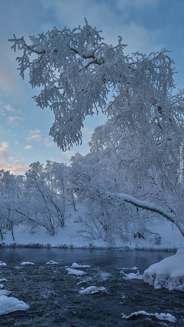 Ośnieżone drzewa nad rzeką w Laponii