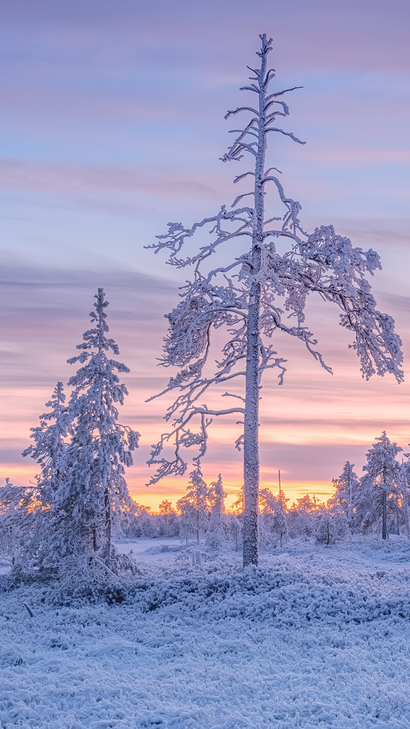 Ośnieżone drzewa o zachodzie słońca