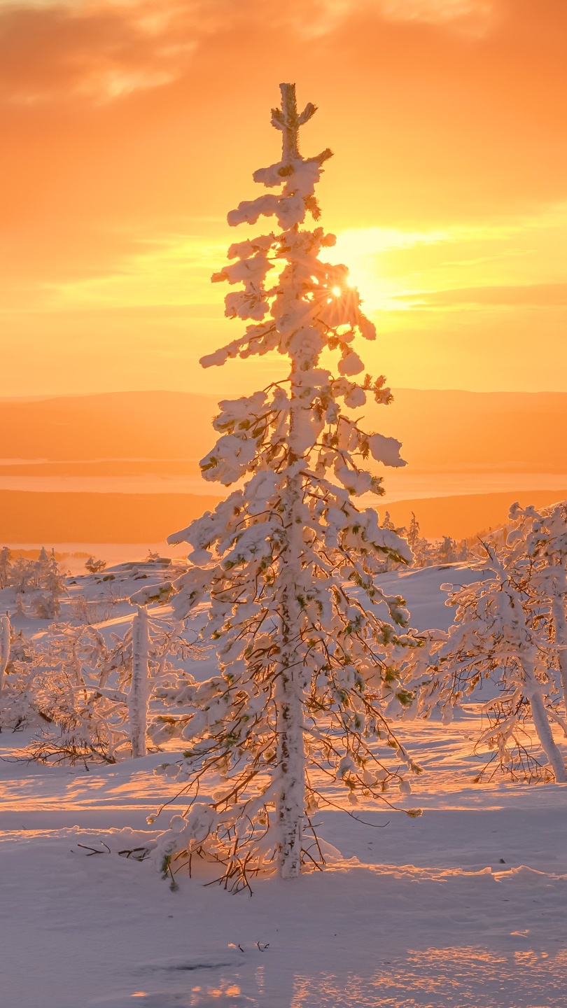 Ośnieżone drzewa pod pomarańczowym niebem zachodzącego słońca