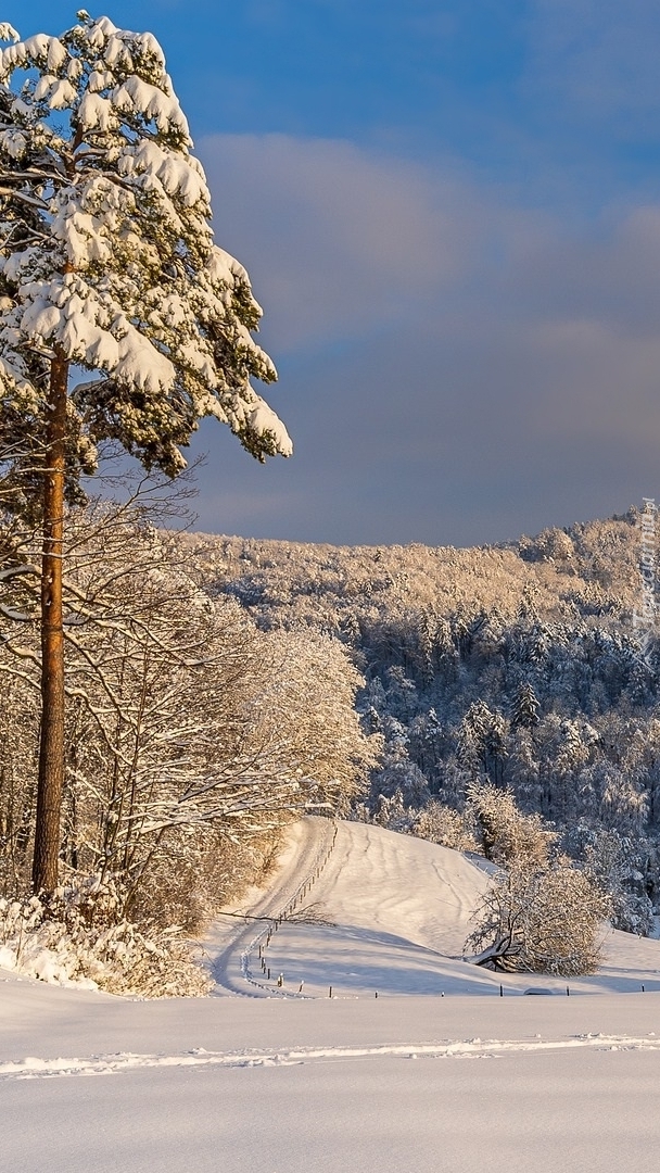 Ośnieżone drzewa przy drodze