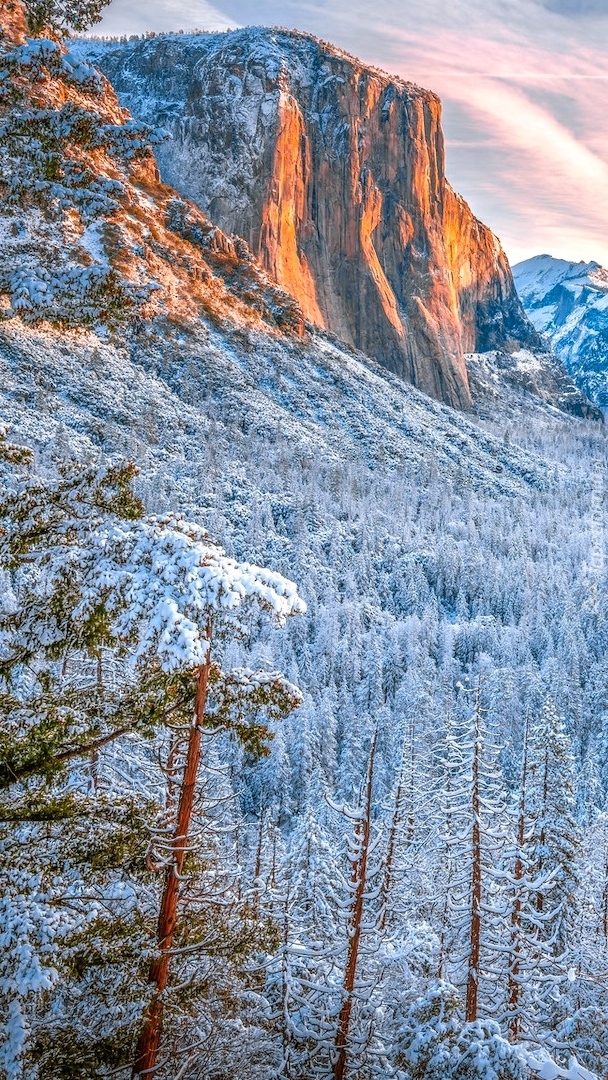 Ośnieżone drzewa w dolinie Yosemite Valley i góra El Capitan