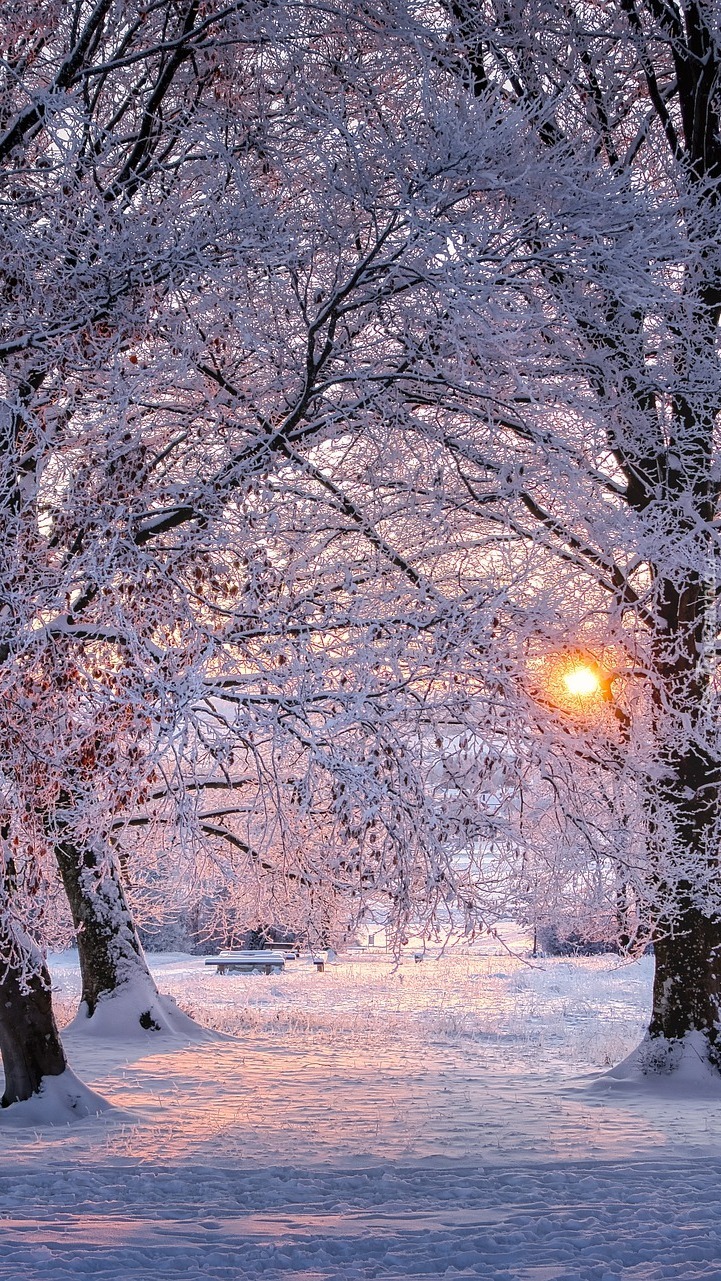 Ośnieżone drzewa w parku w słonecznym blasku